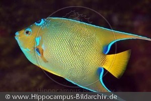 Holacanthus ciliaris
