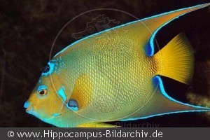 Holacanthus ciliaris