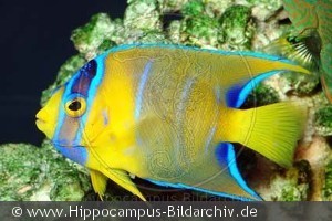 Holacanthus ciliaris