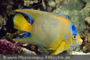 Holacanthus ciliaris
