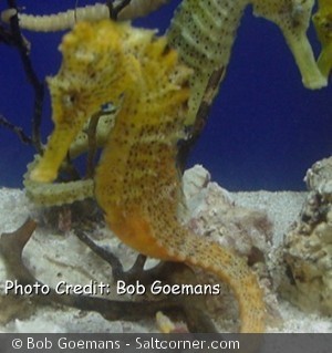 Hippocampus kuda