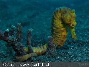 Hippocampus kuda