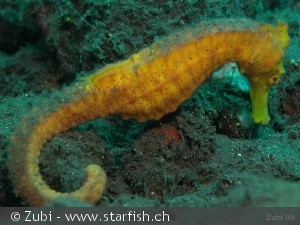 Hippocampus kuda