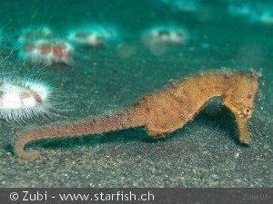Hippocampus kuda