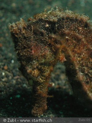 Hippocampus kuda