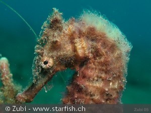 Hippocampus kuda