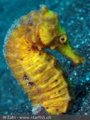 Hippocampus kuda