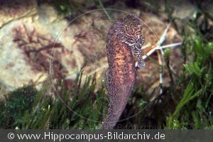 Hippocampus kuda