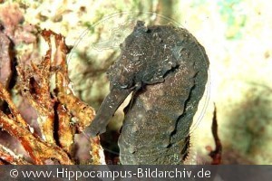 Hippocampus kuda