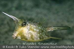 Lactoria cornuta, Alofau, Tutuila, American Samoa