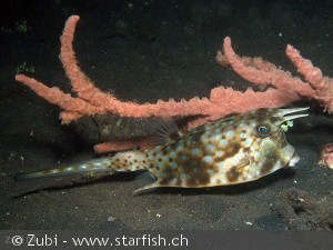 Lactoria cornuta