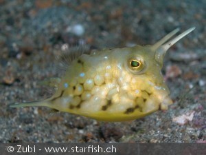 Lactoria cornuta