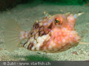 Lactoria cornuta