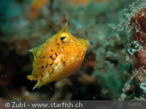 Lactoria cornuta ungfisk