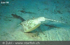 Lactoria cornuta