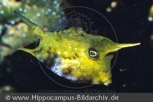 Lactoria cornuta