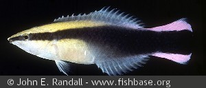Labroides phthirophagus