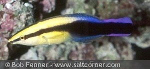 Labroides phthirophagus