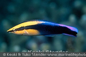 Labroides phthirophagus, Mahukona, Hawaii