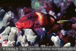 Labroides phthirophagus, Hanauma Bay, Oahu