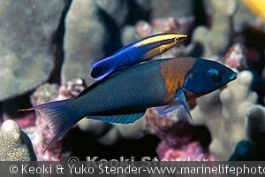 ides phthirophagus, Hanauma Bay, Oahu