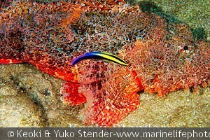 Labroides phthirophagus, Sharks Cove, Oahu