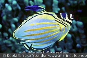 Labroides phthirophagus, Puako, Hawaii