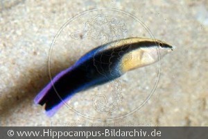 Labroides phthirophagus