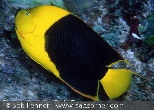 Holacanthus tricolor