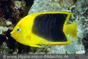Holacanthus tricolor