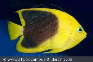 Holacanthus tricolor ungfisk
