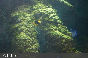 Holacanthus tricolor