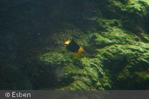 Holacanthus tricolor