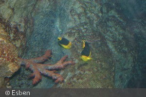 Holacanthus tricolor