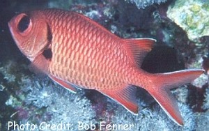 Myripristis murdjan