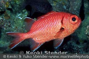 Myripristis murdjan