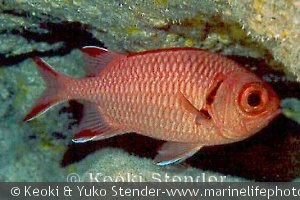 Myripristis murdjan, Phoenix, Midway