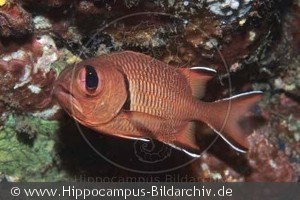 Myripristis murdjan