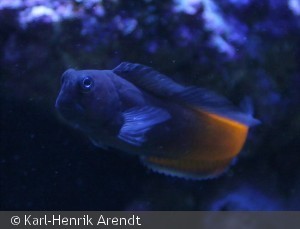 Ecsenius bicolor