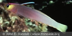 Nemateleotris helfrichi