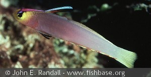 Nemateleotris helfrichi