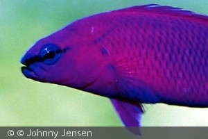 Pseudochromis fridmani