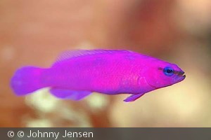 Pseudochromis fridmani