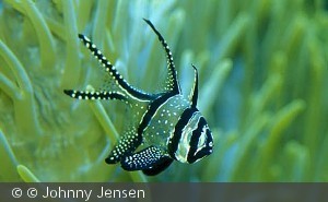 Pterapogon kauderni
