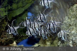 Pterapogon kauderni