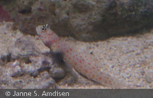 Amblyeleotris guttata