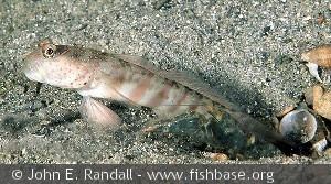 Cryptocentrus leptocephalus