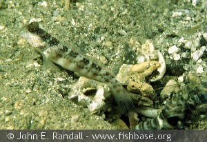 Cryptocentrus leptocephalus