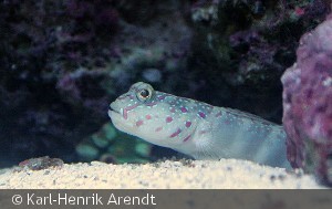 Cryptocentrus leptocephalus