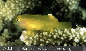 Gobiodon okinawae
